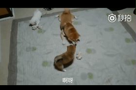 柴犬爹与柴犬儿的教育对话